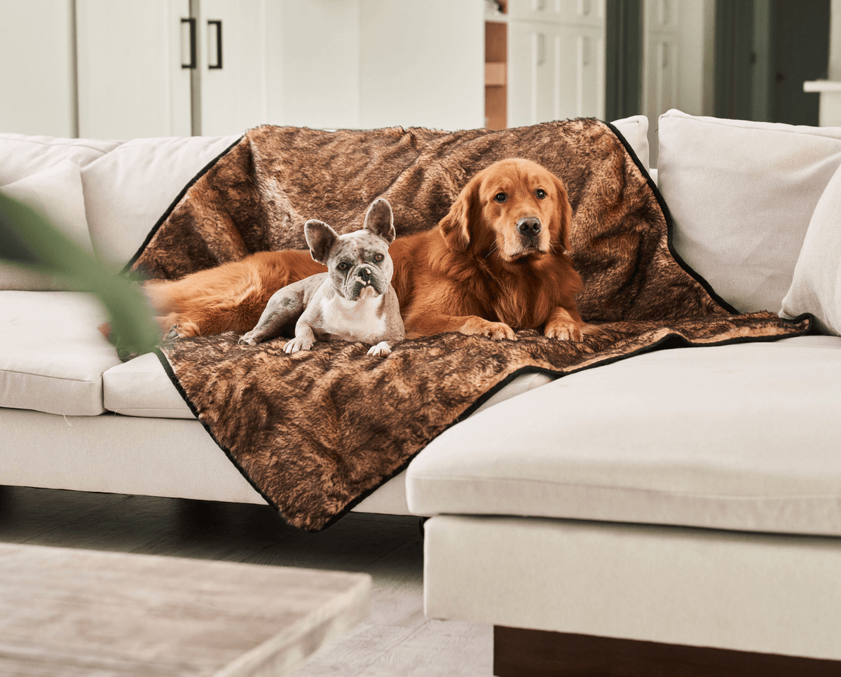 Golden retriever and French bulldog on a sable tan short fur throw draped over a white sofa