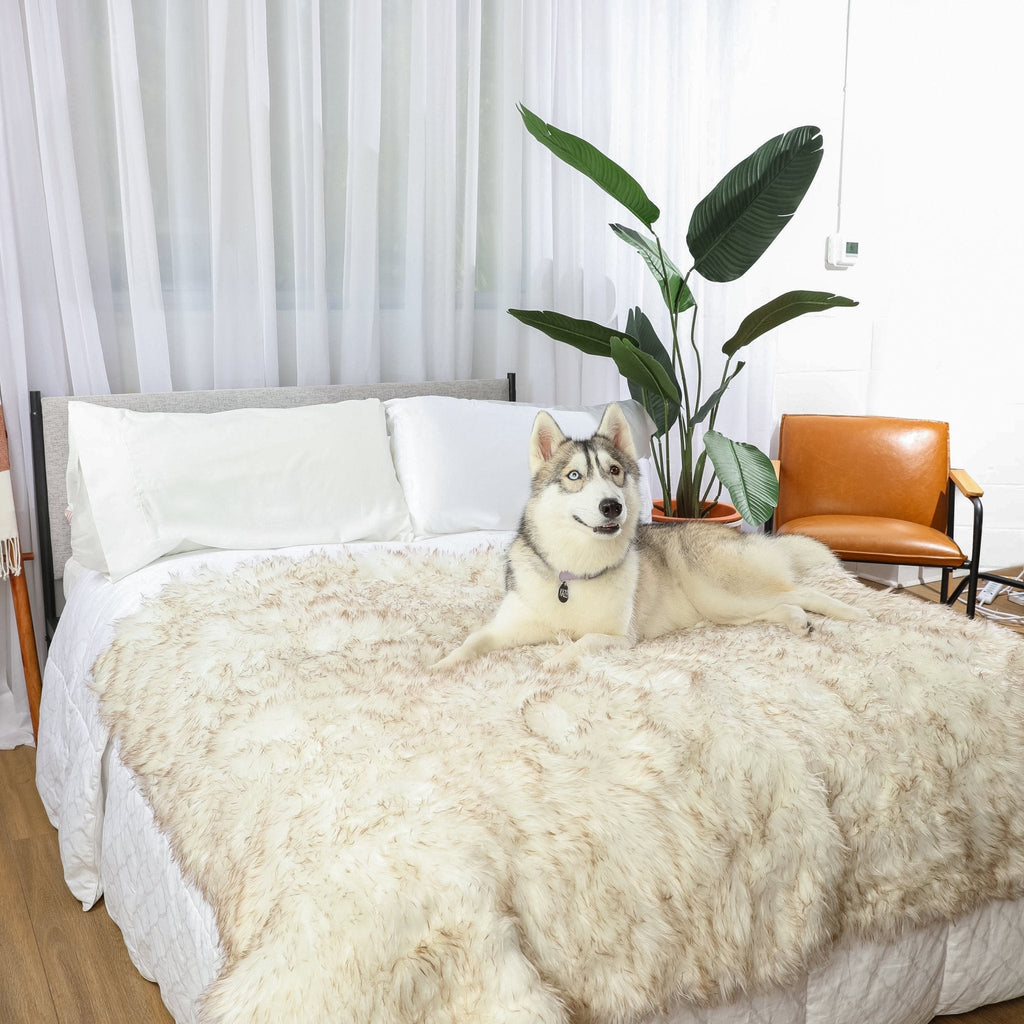 Husky lying on a bed draped in a white faux fur throw with brown-tipped fur