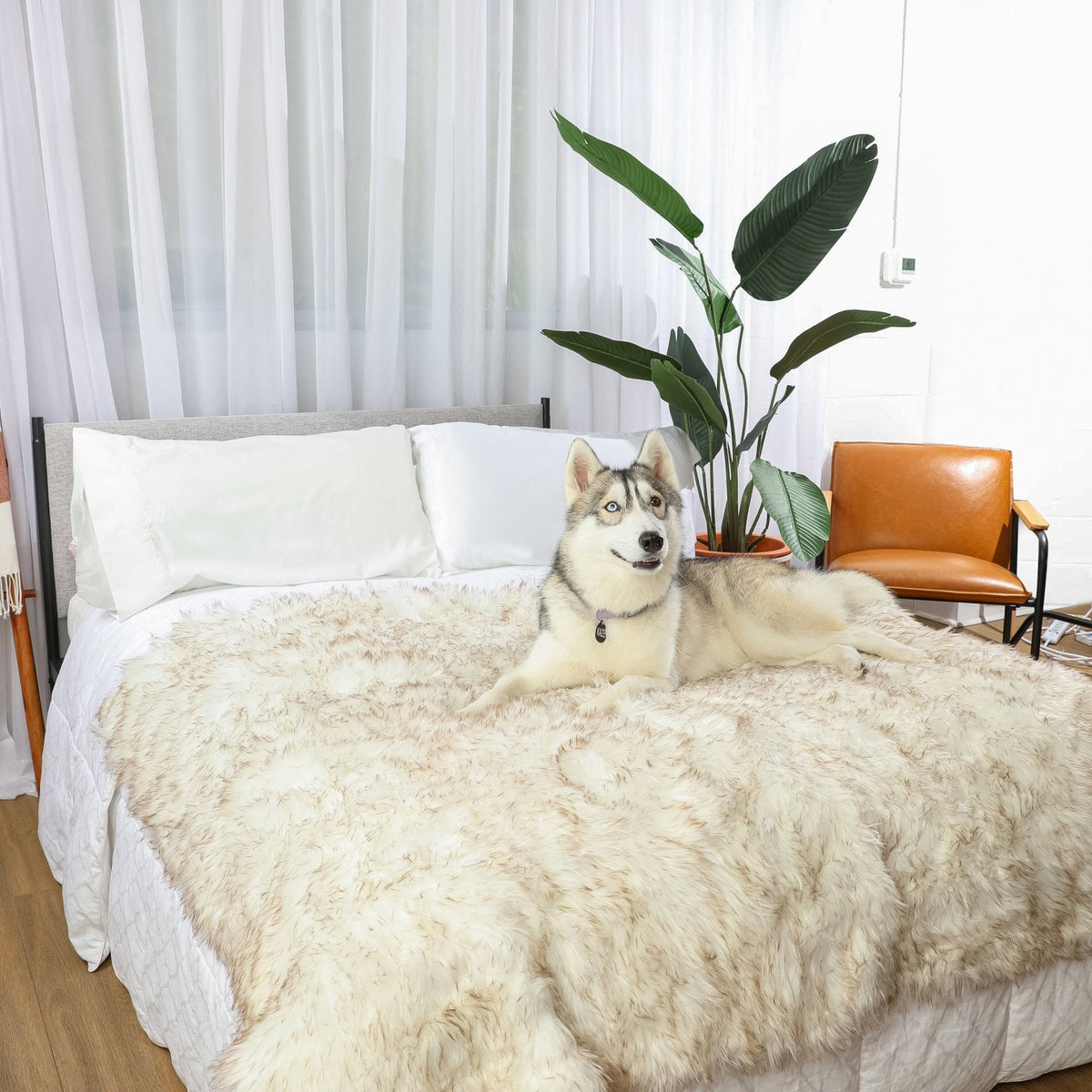 Husky lying on a bed draped in a white faux fur throw with brown-tipped fur