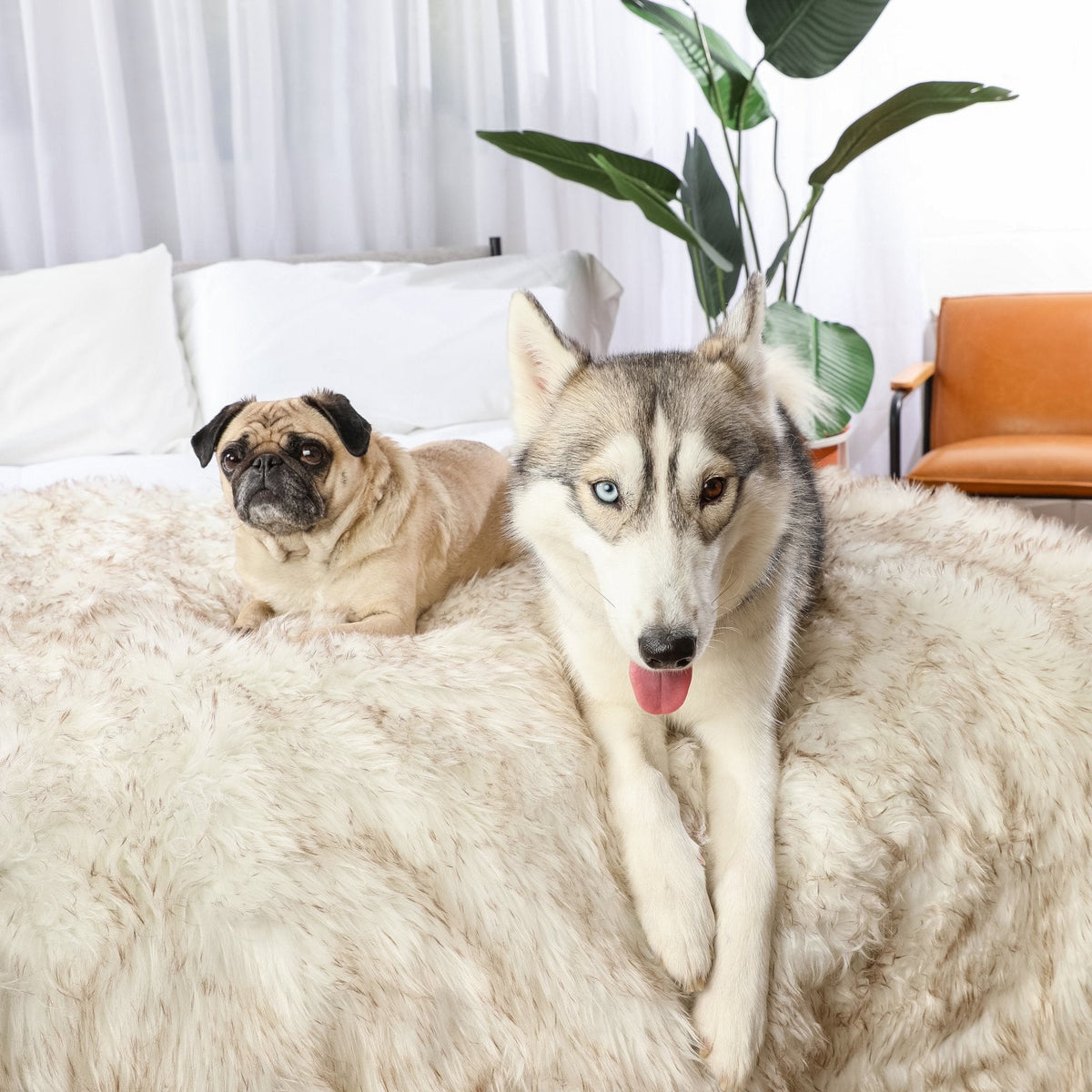 Pug and husky lying together on a bed covered with a white and brown faux fur throw