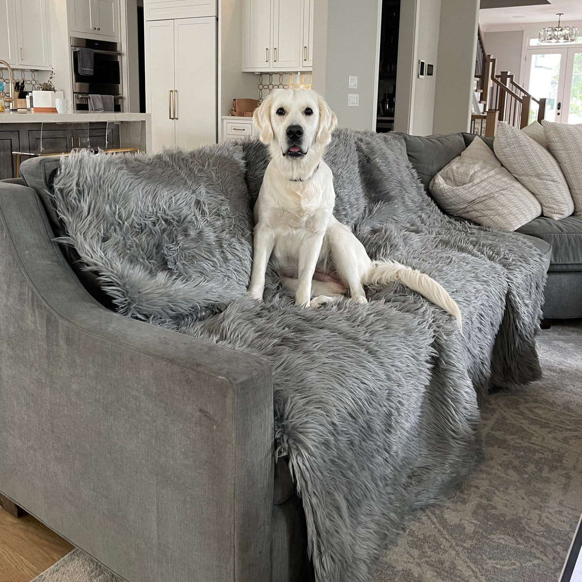 White dog sitting on a gray sofa covered with a charcoal grey faux fur throw in a living room