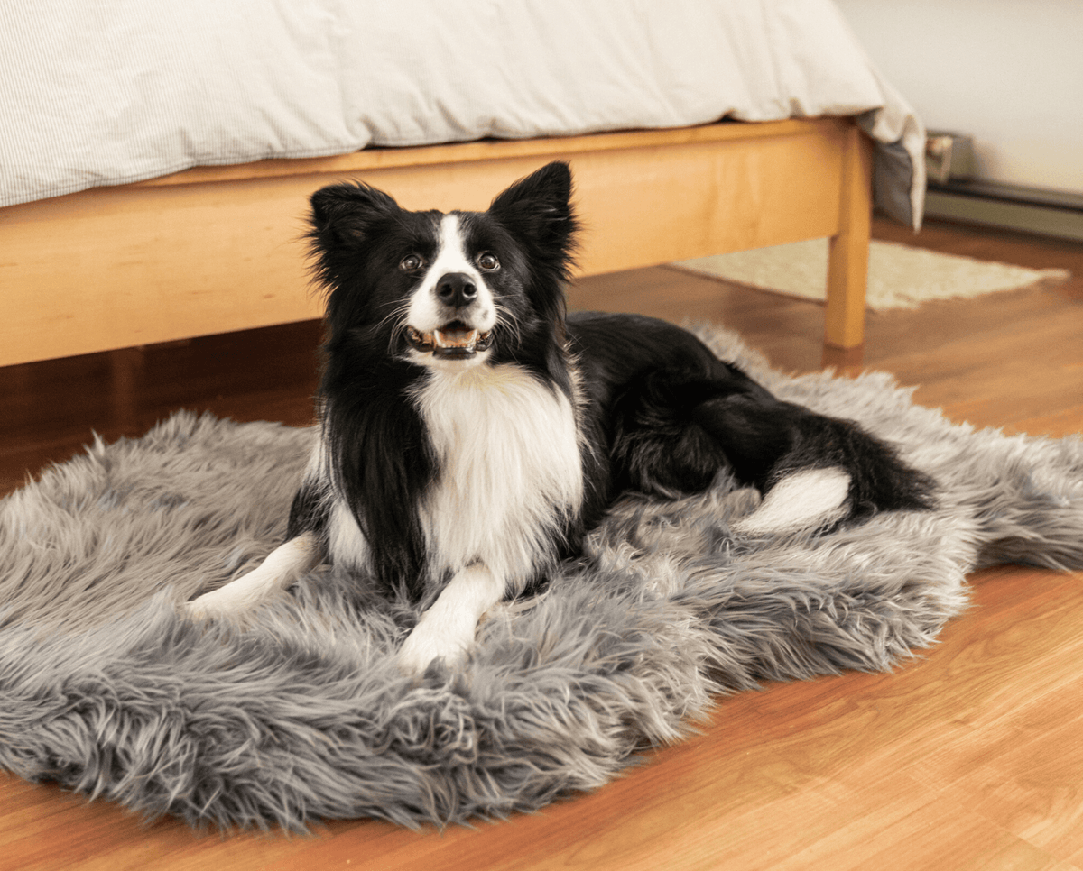 Border Collie resting on a charcoal grey faux fur dog bed beside a wooden bed frame