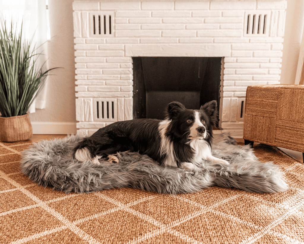 Black and white Border Collie lying on a charcoal grey faux fur curve bed by a white brick fireplace