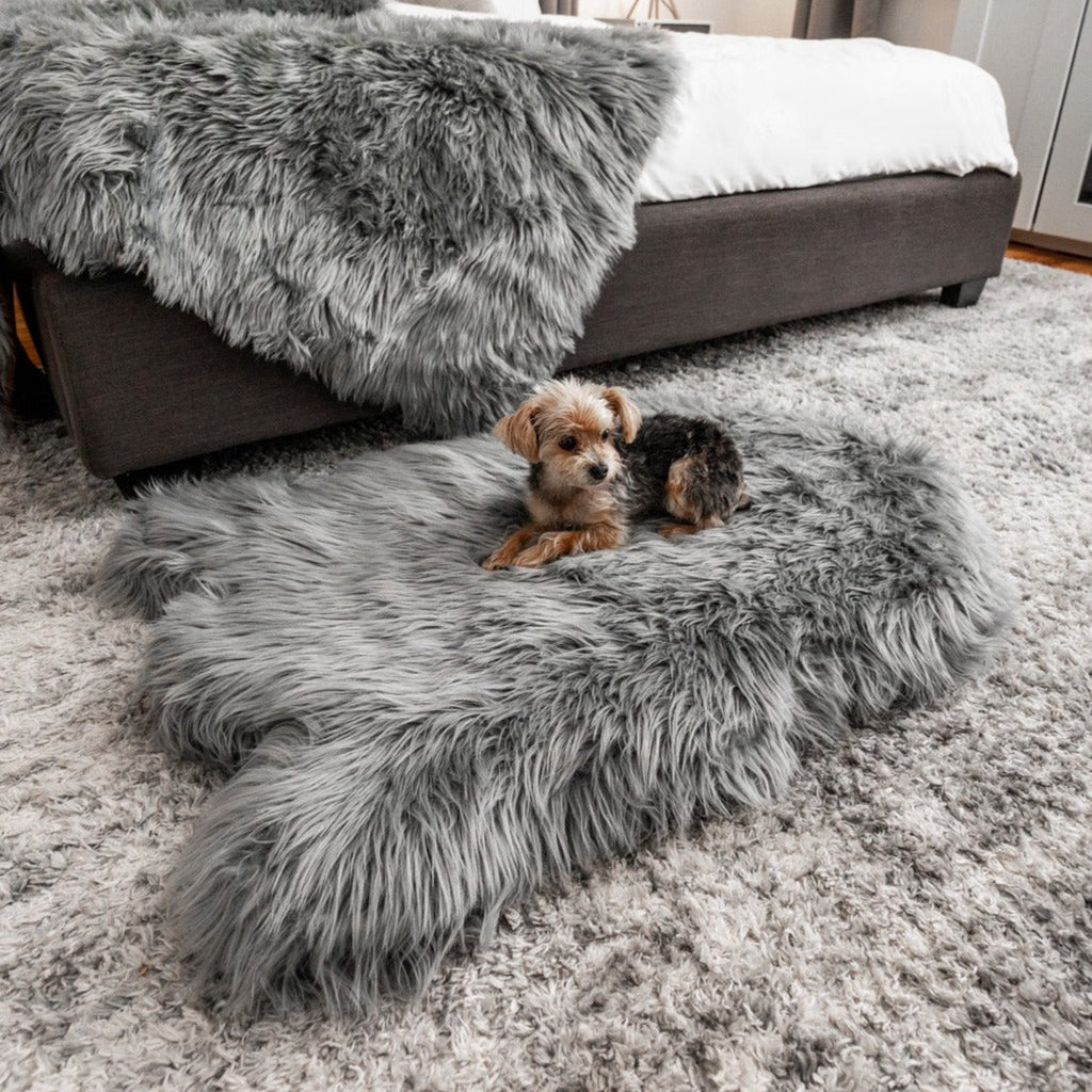 Small Yorkshire Terrier lying on a gray faux fur dog bed next to a bed with a matching gray throw