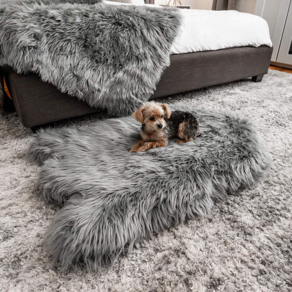 Small Yorkshire Terrier lying on a gray faux fur dog bed next to a bed with a matching gray throw