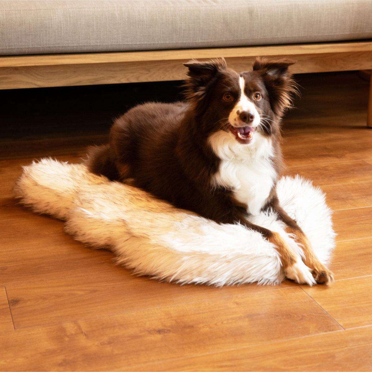 Brown and white Australian Shepherd lying on a white faux fur curve dog bed on a wood floor
