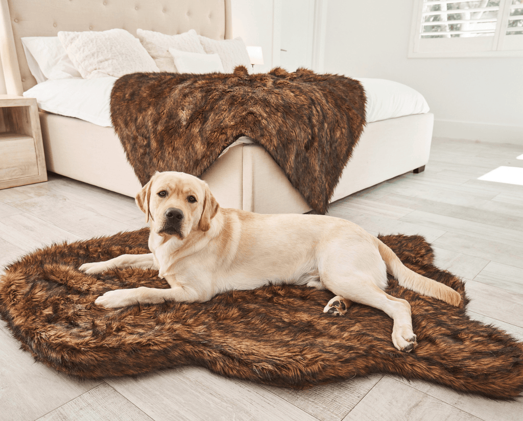 Yellow Labrador lying on a brown faux fur curve dog bed at the foot of a bed, with a matching brown throw behind