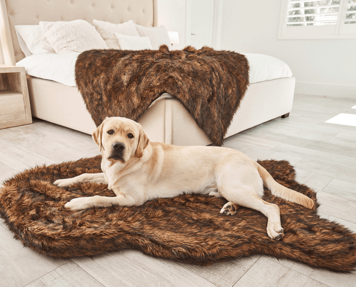 Yellow Labrador lying on a brown faux fur curve dog bed at the foot of a bed, with a matching brown throw behind
