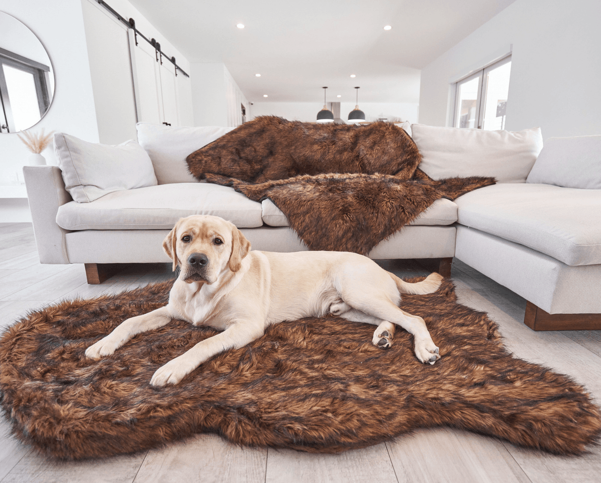 Yellow Labrador on a large brown faux fur dog bed in a bright living room, with a brown throw over the sofa