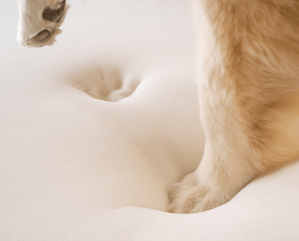Close-up of a dog's paw pressing into the bed's white memory-foam base