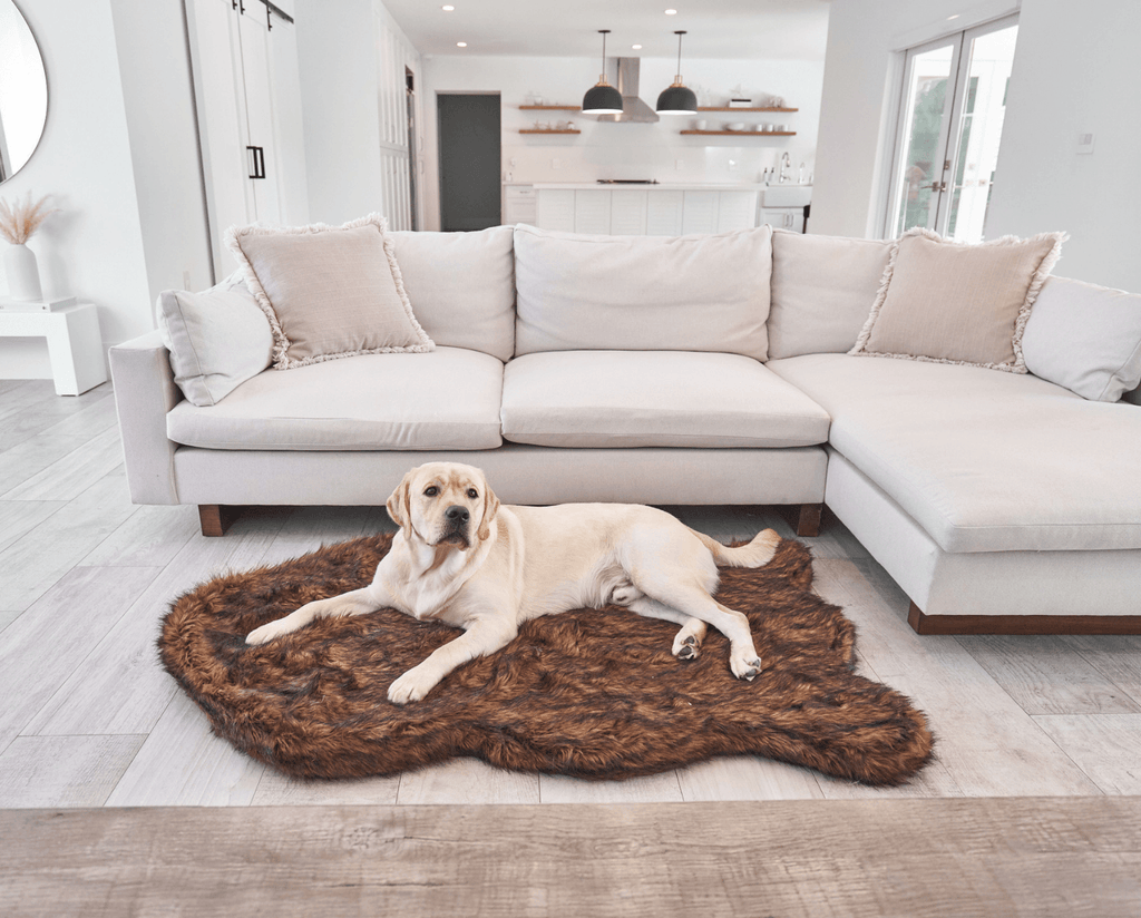 Yellow Labrador lying on a brown faux fur PupRug Curve dog bed in front of a white sectional sofa