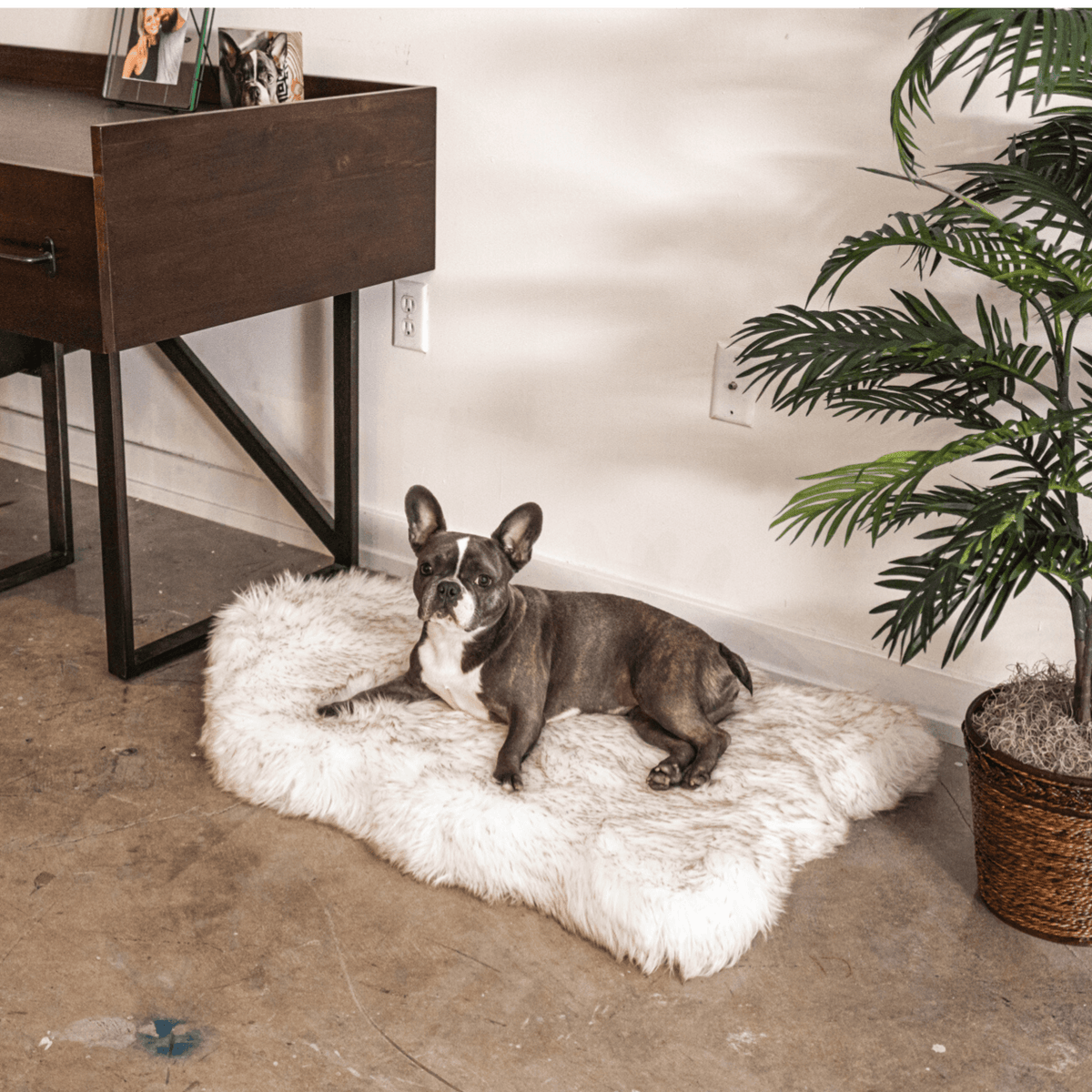 French Bulldog resting on a white faux fur dog bed beside a wooden side table