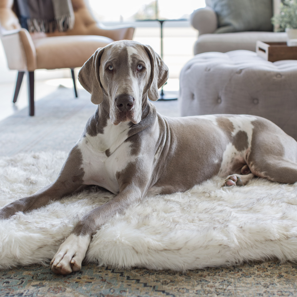 Gray and white Great Dane lying on a large white faux fur dog bed in a living room