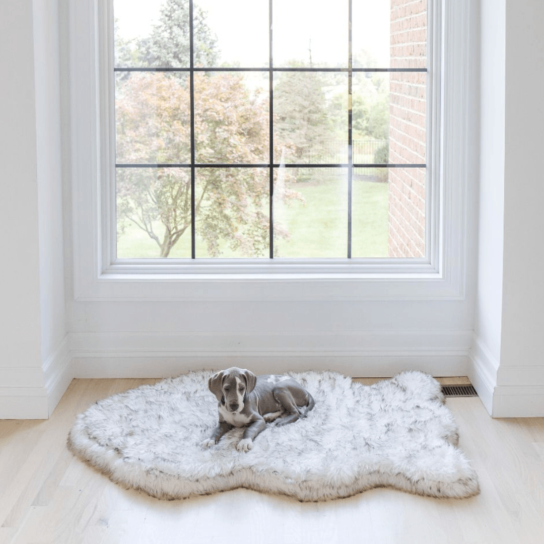 Gray puppy lying on a white faux fur curve dog bed in front of a large window