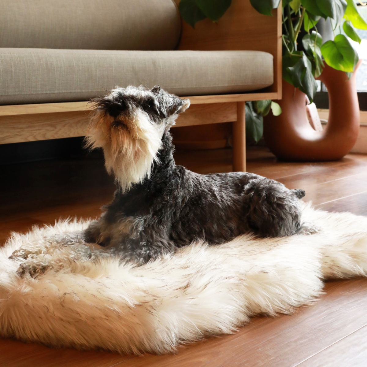 Schnauzer lying on a white faux fur dog bed with brown-tipped fur beside a sofa