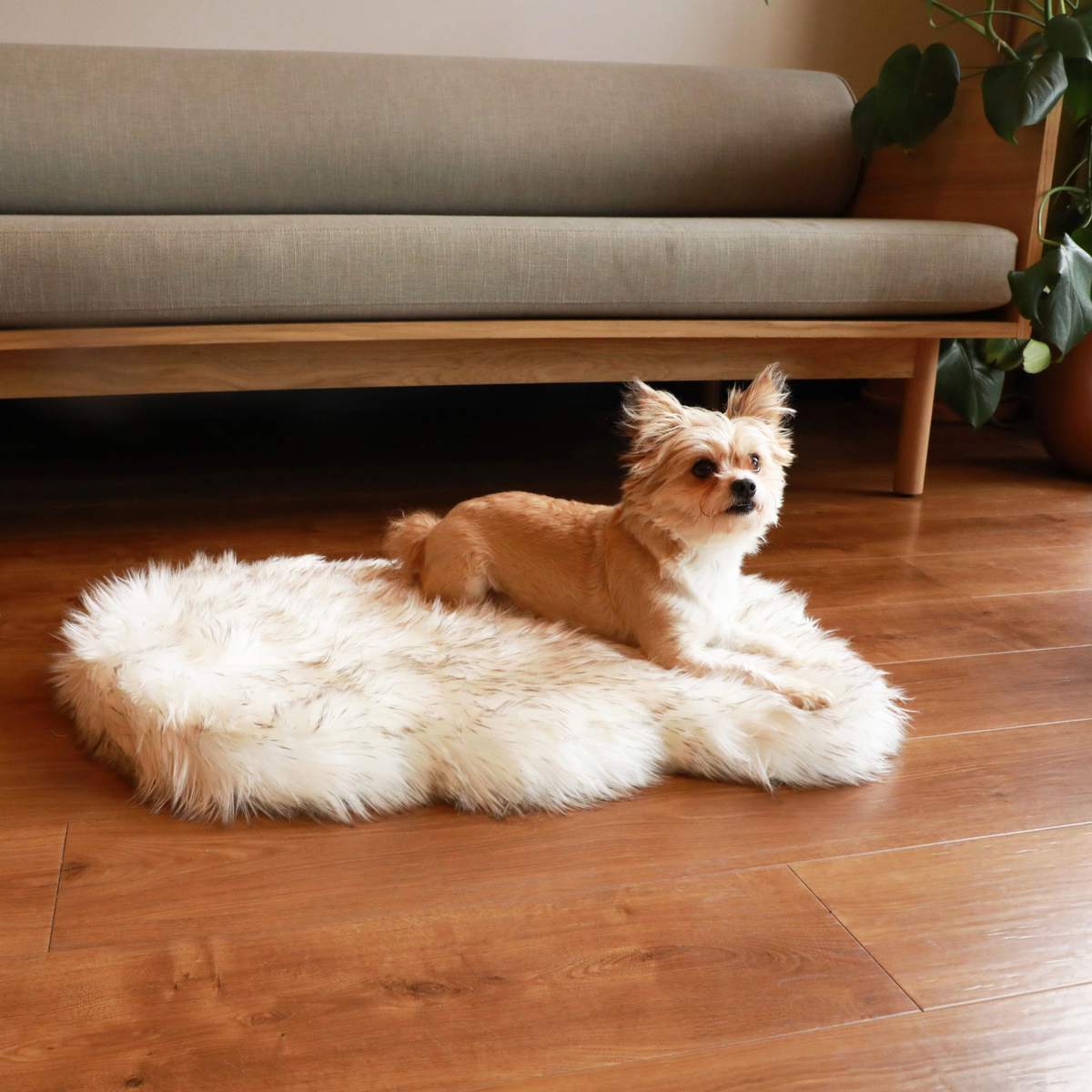 Small tan dog resting on a white faux fur curve dog bed in front of a sofa