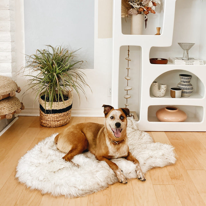 Brown and white dog lying on a white faux fur PupRug Curve dog bed on a light wood floor