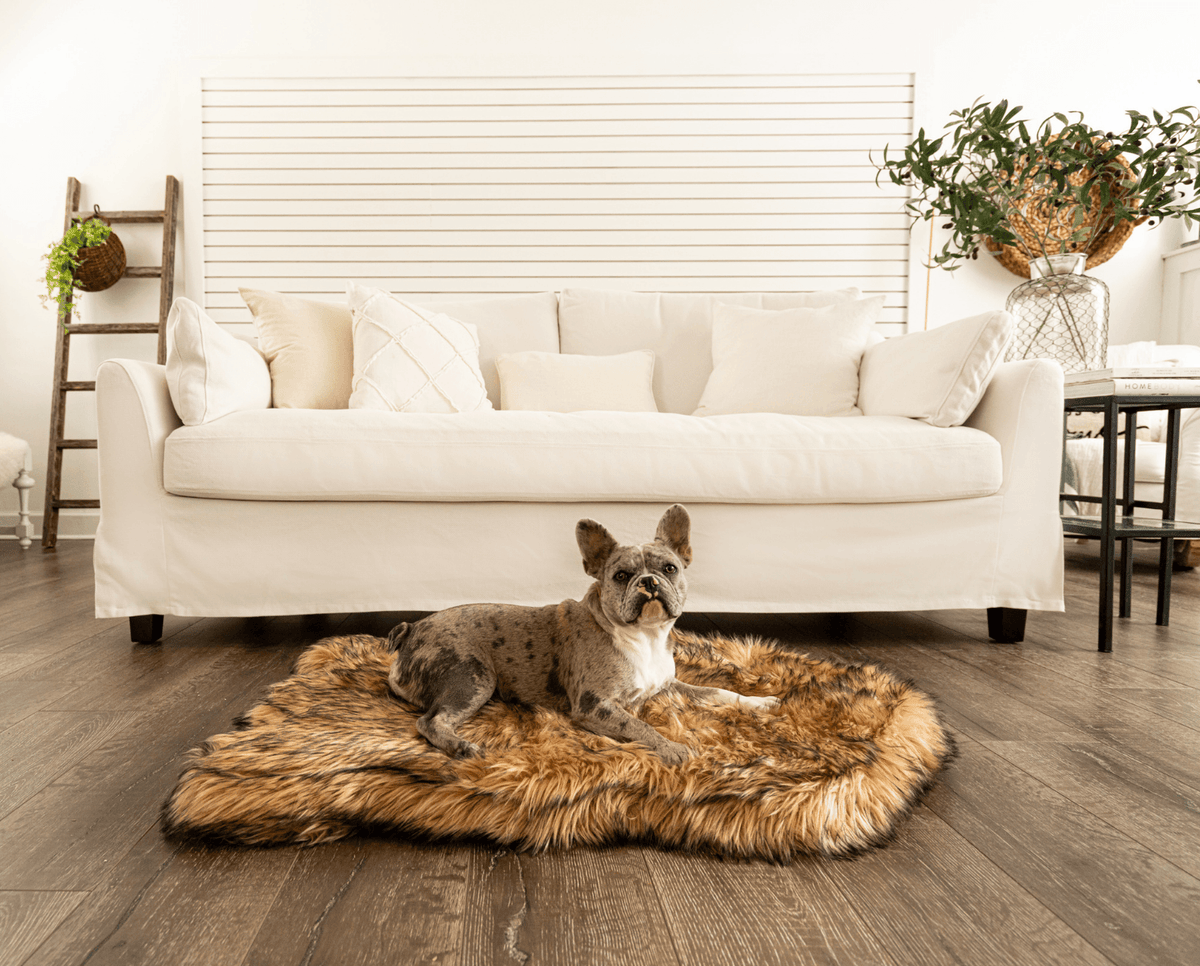 Small gray dog sitting on a sable tan faux fur curve bed in front of a white sofa