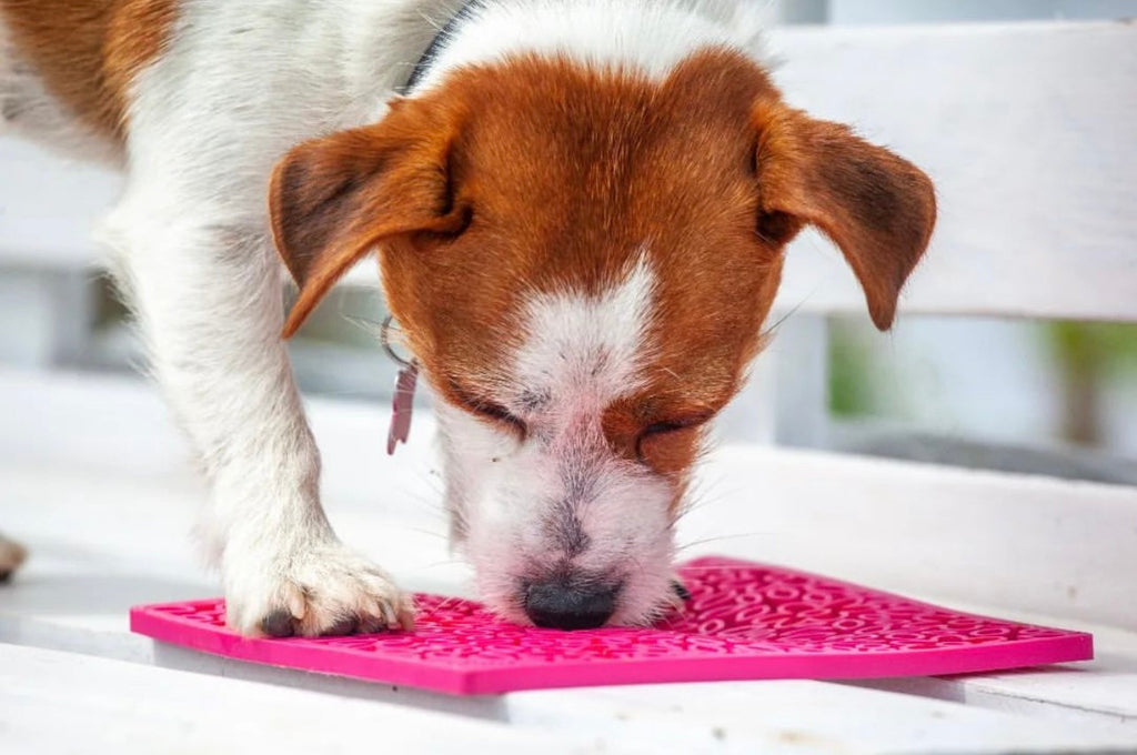 Brown and white terrier licking a pink lick mat on a bench