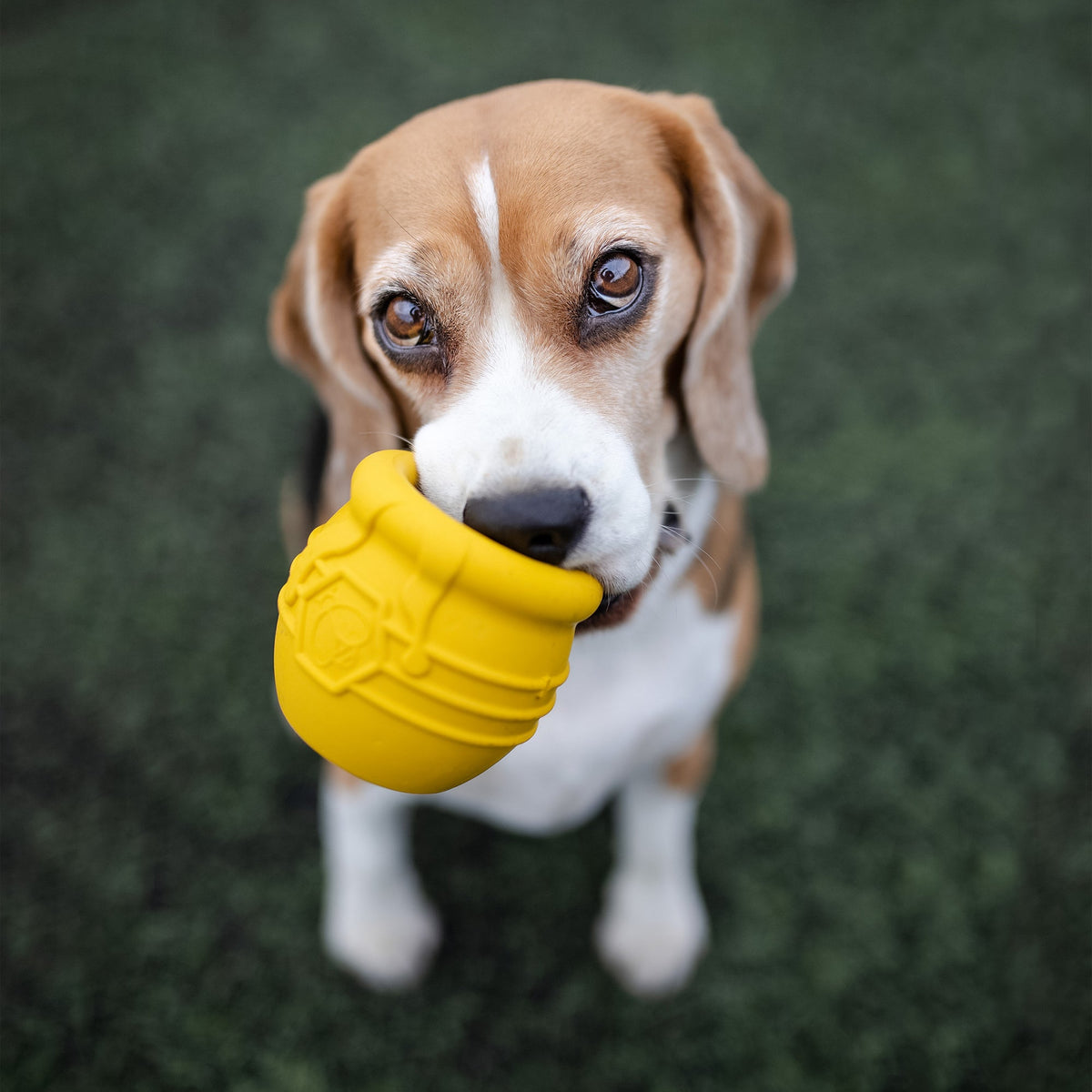 Beagle holding a yellow honey pot treat toy in its mouth
