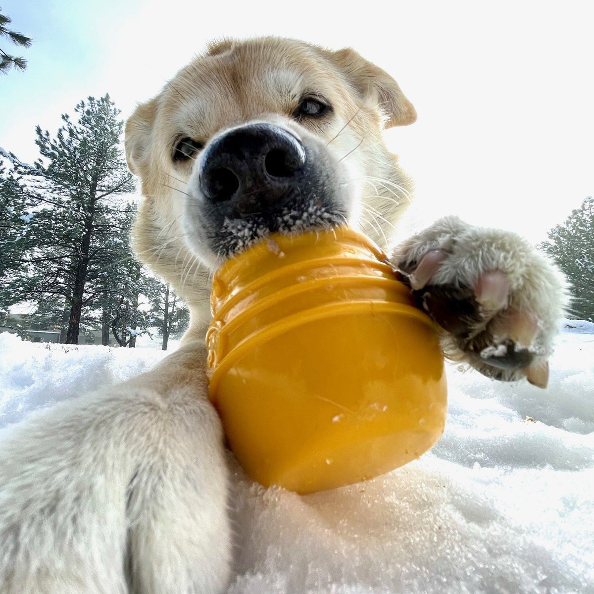 Light-coated dog in the snow holding a yellow honey pot toy in its paws