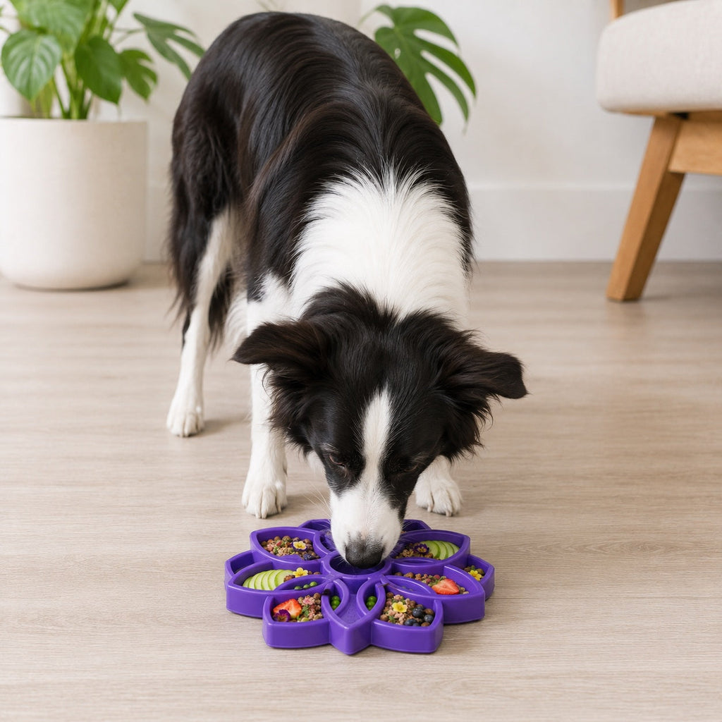 Border collie eating from a purple flower feeder on a wood floor