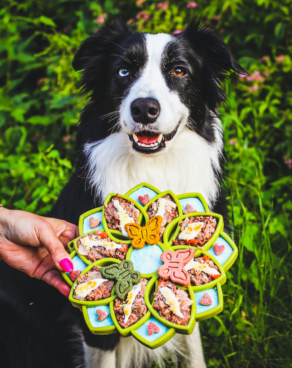 Border collie next to a lime flower feeder held out with food