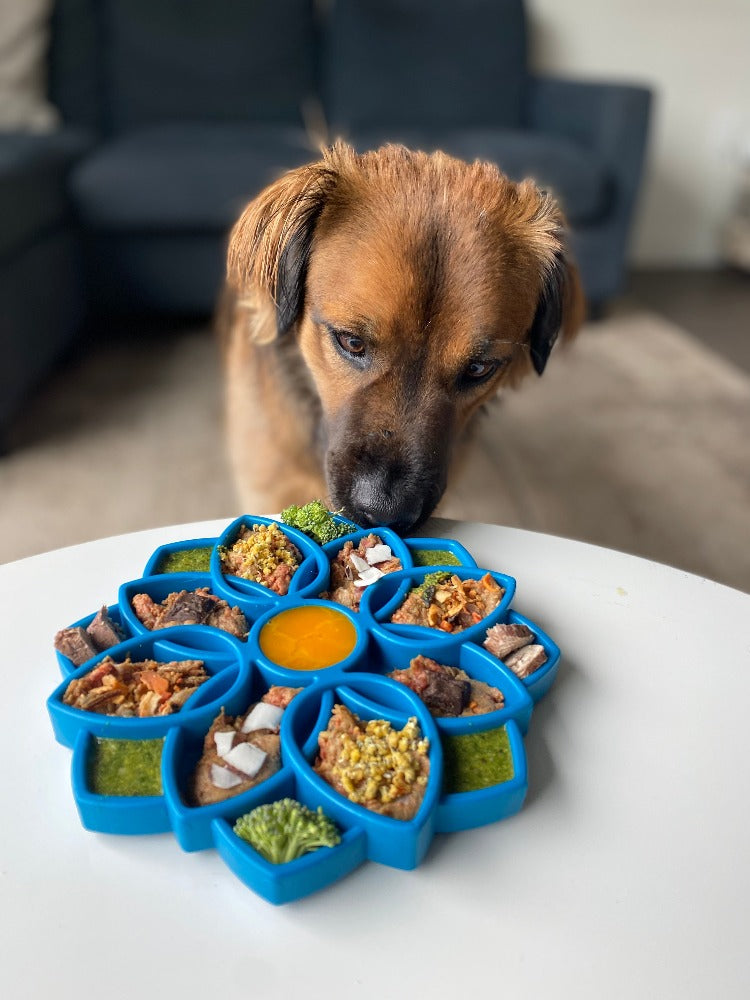Small dog eating from a blue flower feeder on a white table