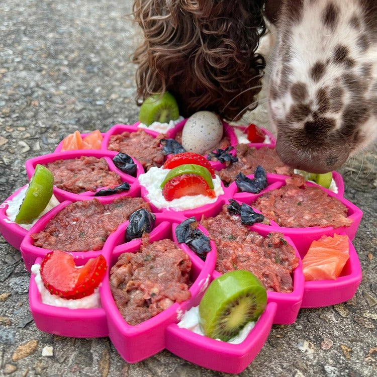 Spotted dog eating from a pink flower feeder filled with food