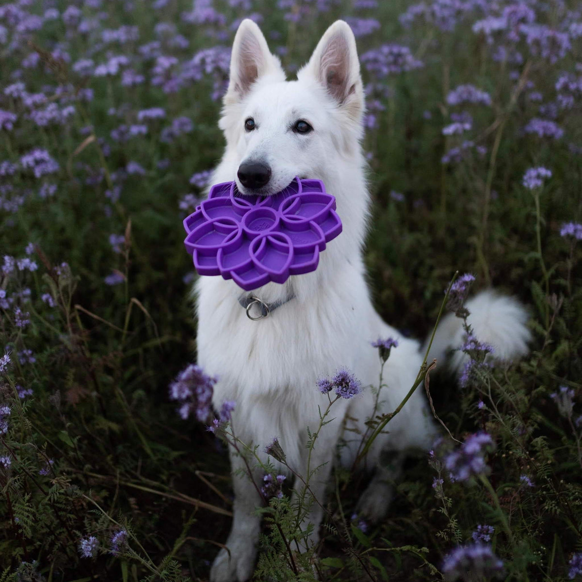 White shepherd holding a purple flower feeder in its mouth among flowers