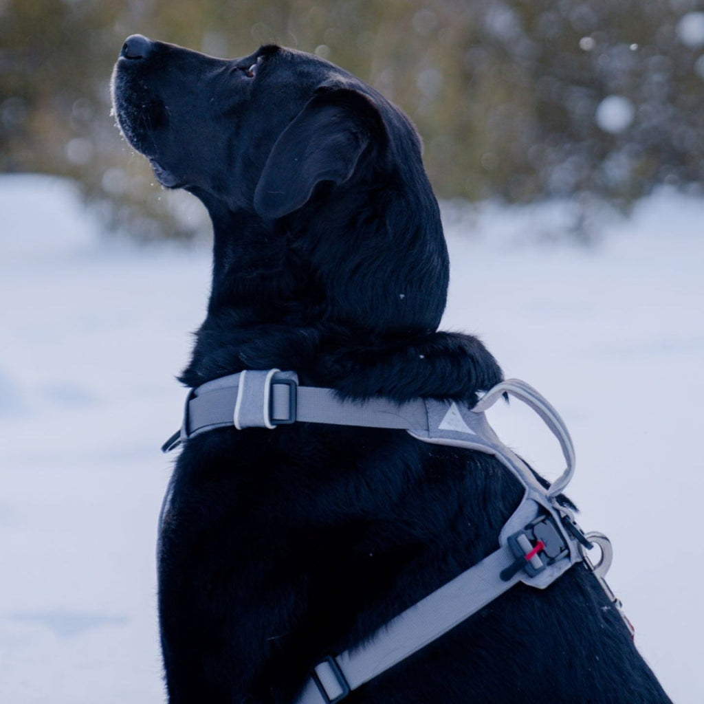 Black dog in the snow wearing a gray harness with a top handle