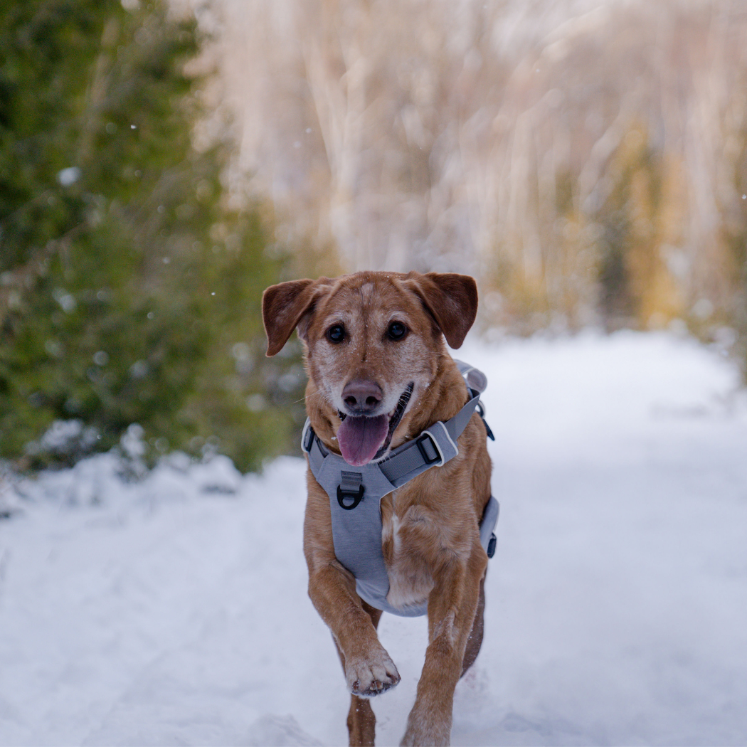 Brown dog running through snow in a gray harness