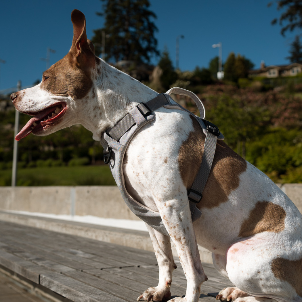 Brown and white dog sitting on a boardwalk in a gray harness