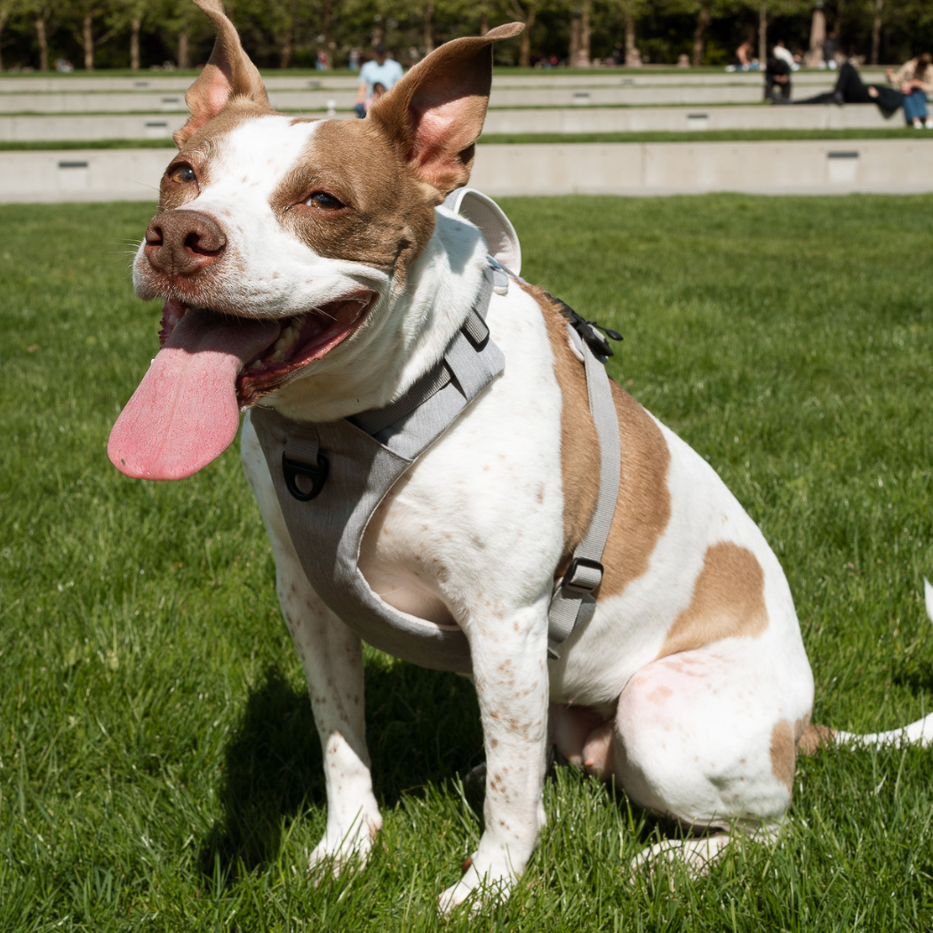 Brown and white dog sitting on grass in a gray harness