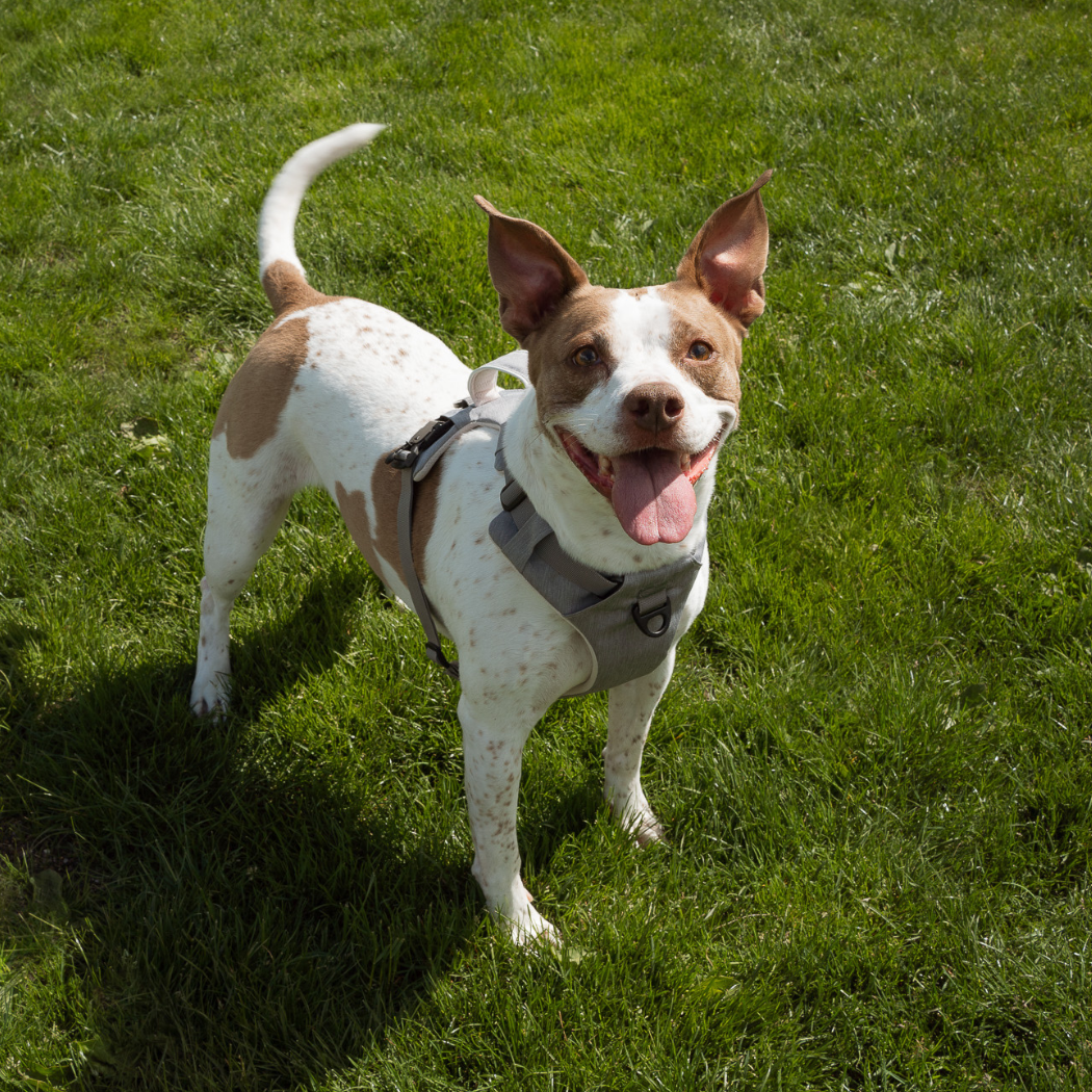 Brown and white dog standing on grass in a gray harness