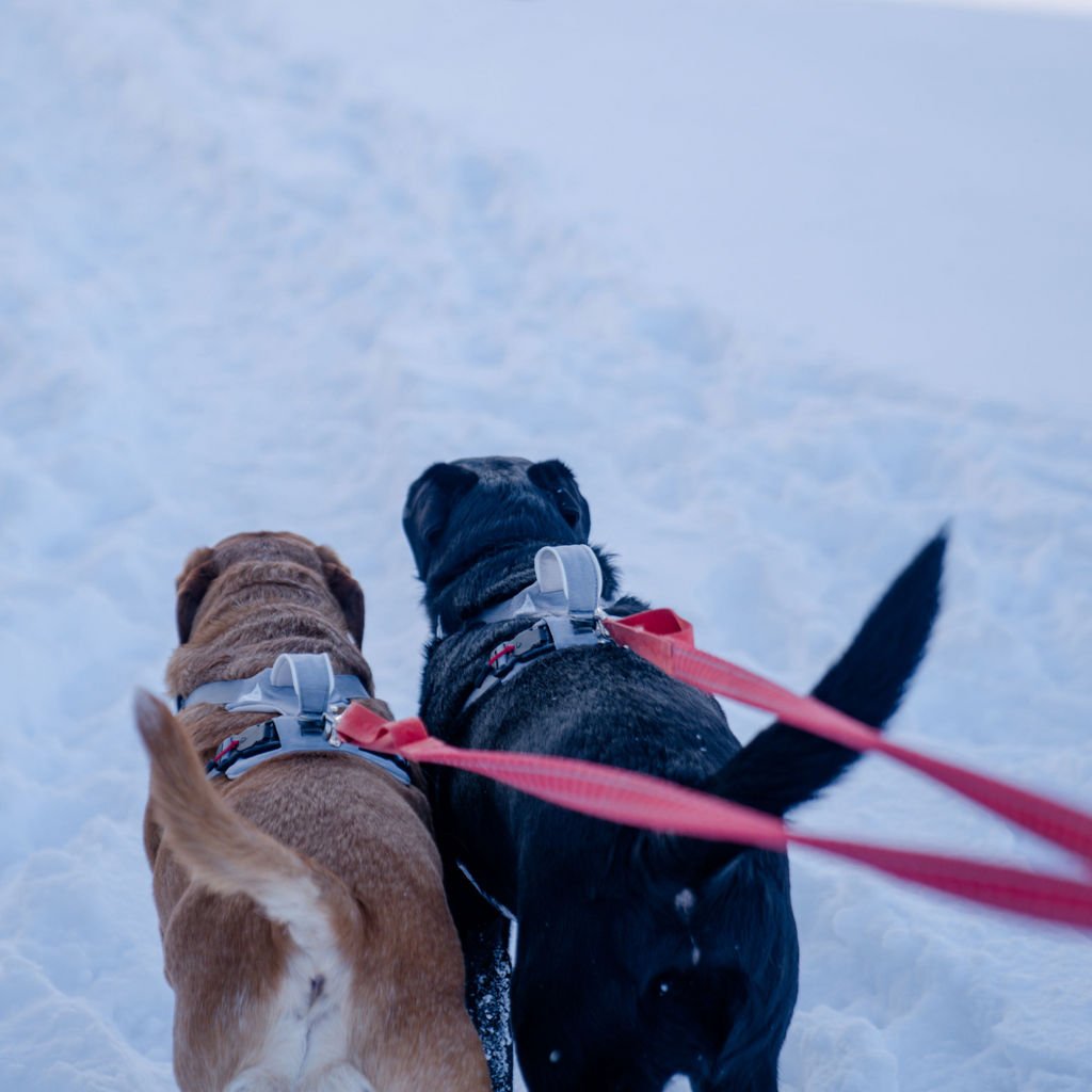 Two dogs in harnesses walking on red leashes through snow