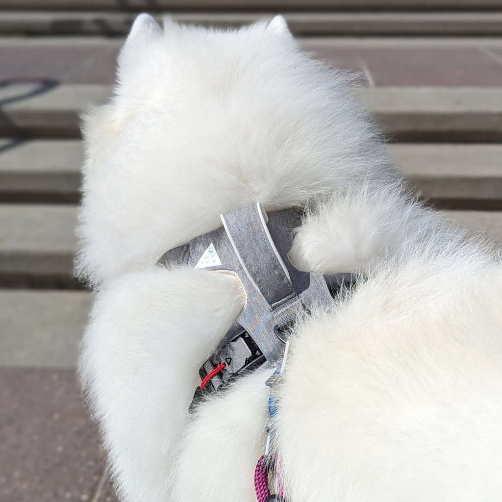 Fluffy white dog seen from behind in a gray harness