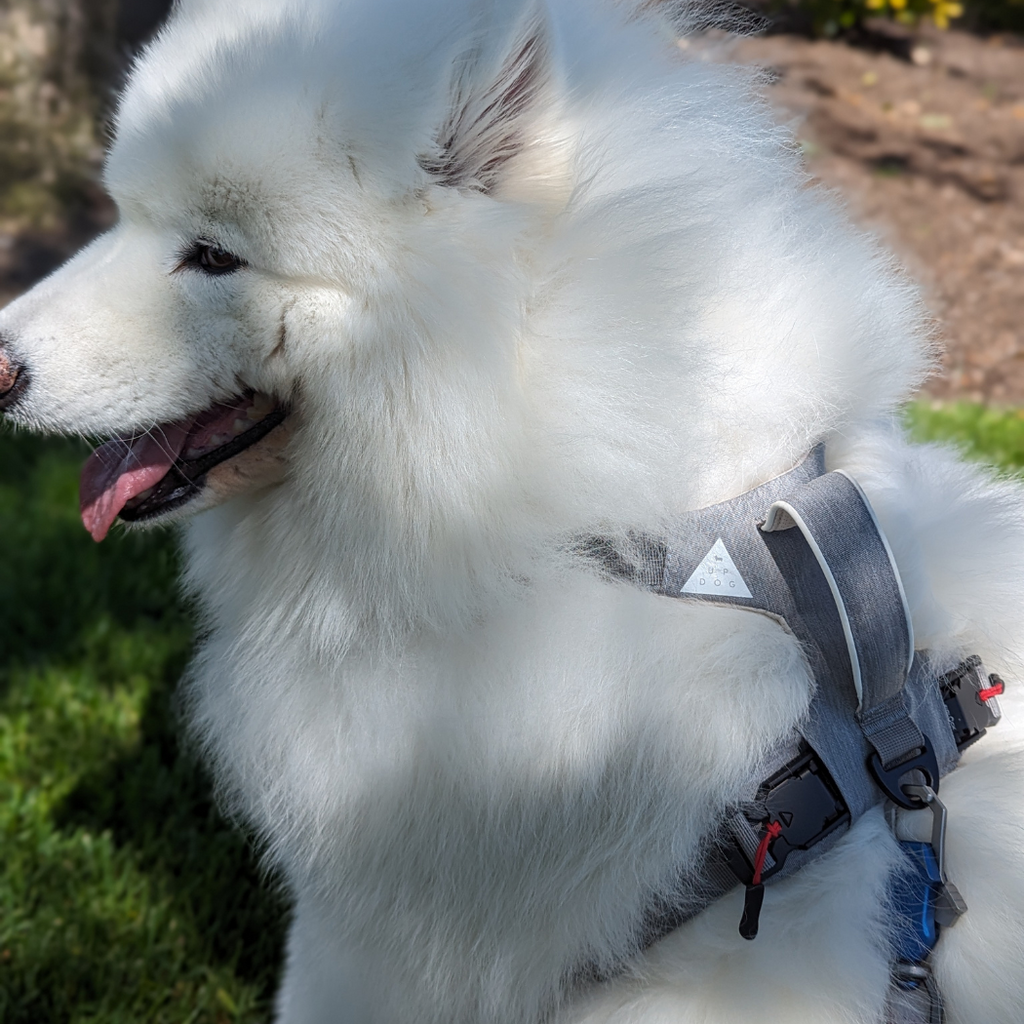 Fluffy white dog wearing a gray harness, seen from the side