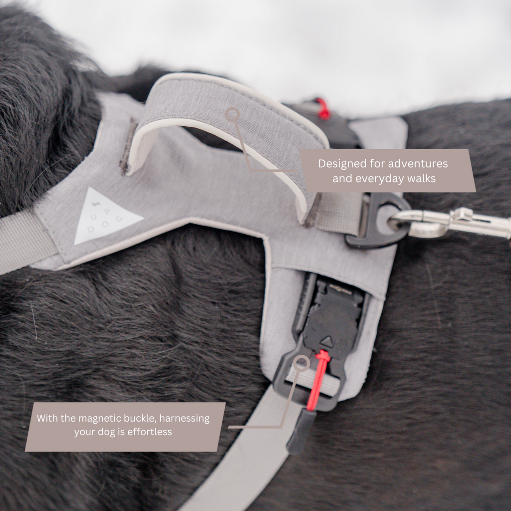 Gray harness on a dark dog showing the buckle and leash ring
