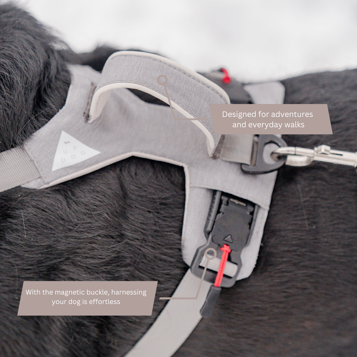 Gray harness on a dark dog showing the buckle and leash ring