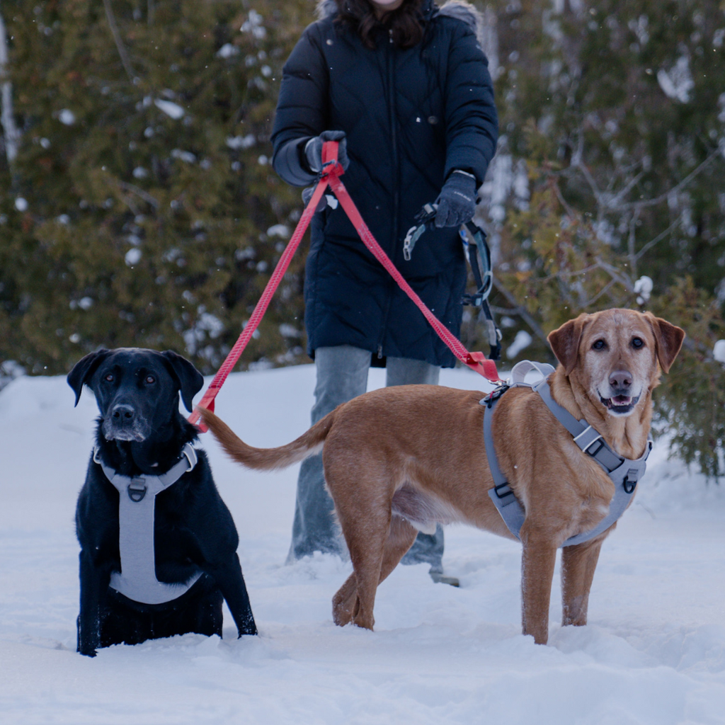 Person walking a black dog and a tan dog in harnesses through snow