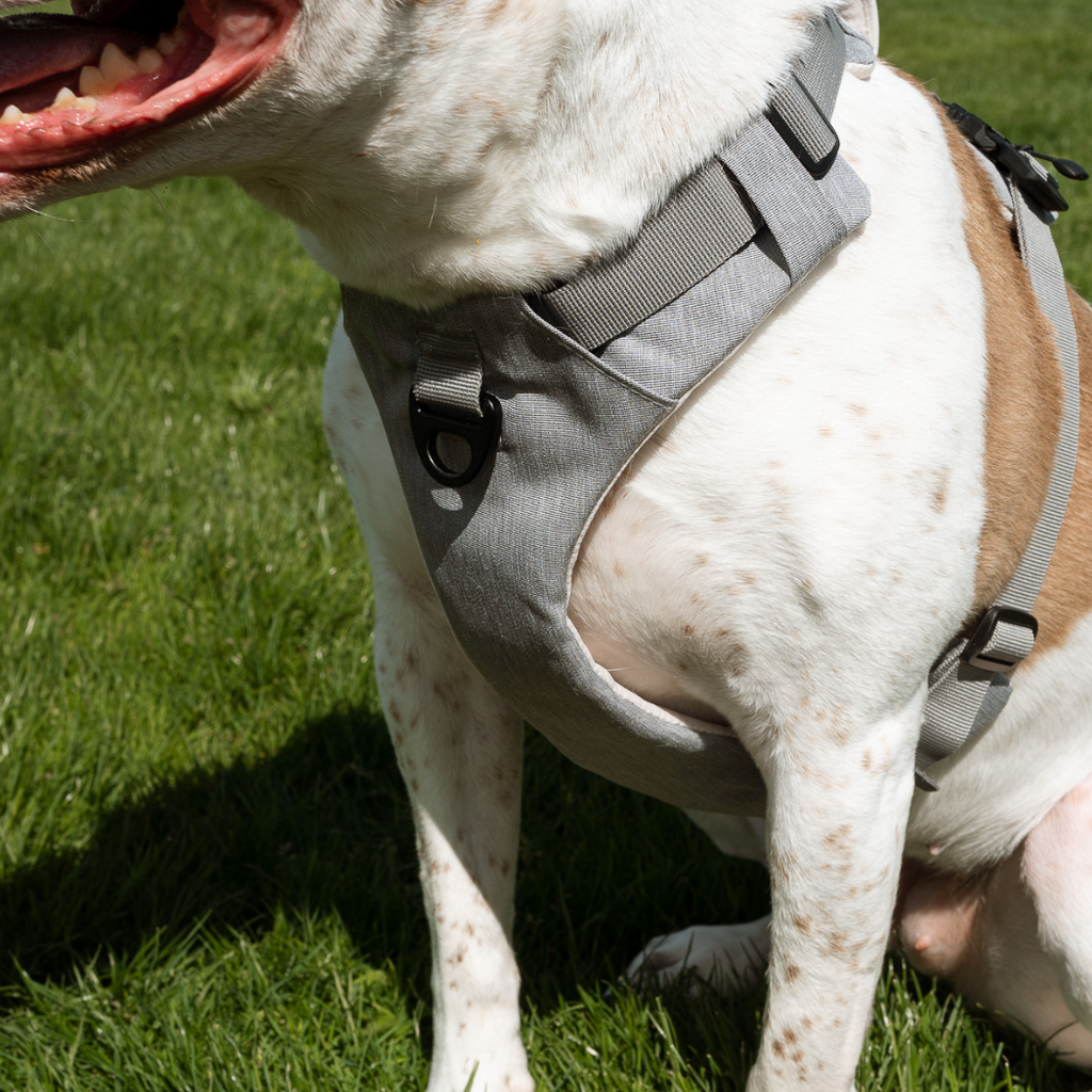 White dog with brown patches sitting in a gray harness