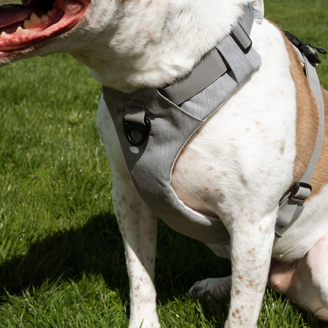 White dog with brown patches sitting in a gray harness