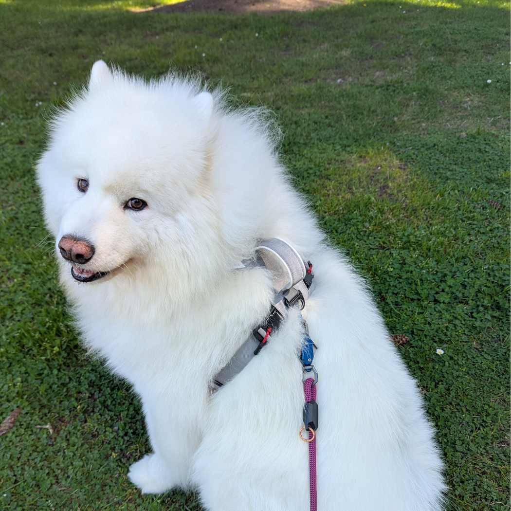 White fluffy dog sitting on grass in a gray harness on a pink leash