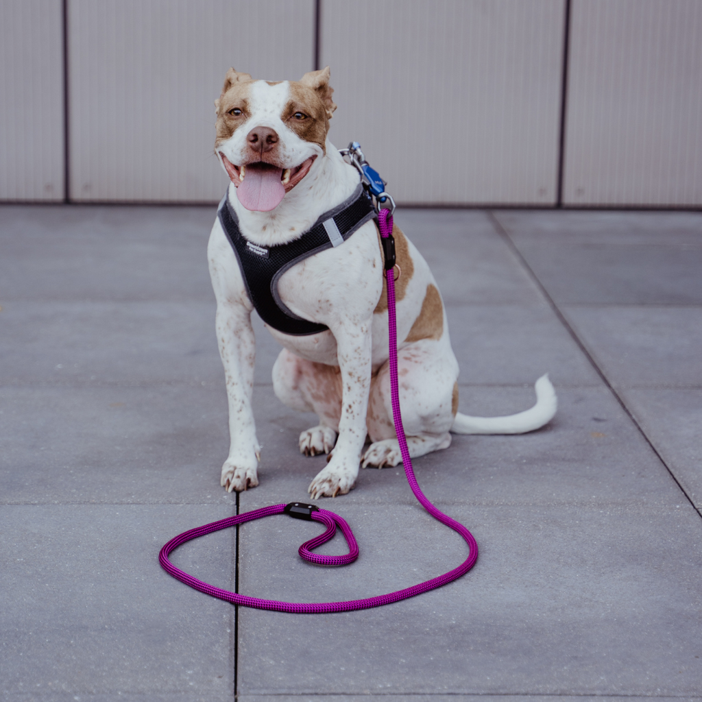 Brown and white dog sitting in a harness with a purple rope leash