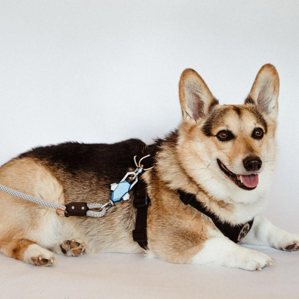 Corgi lying down in a harness with the magnetic leash clip attached