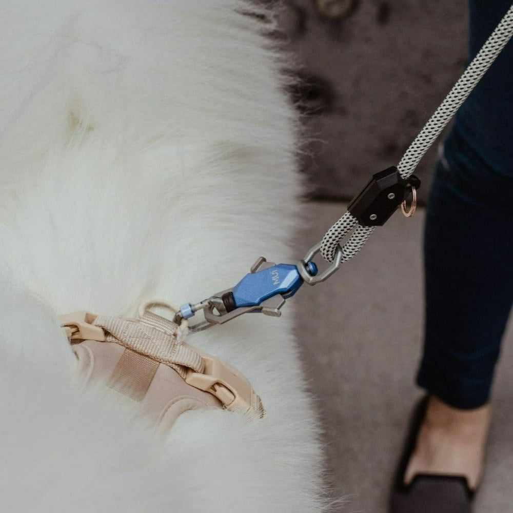 Magnetic leash latch clipped to a harness on a white fluffy dog