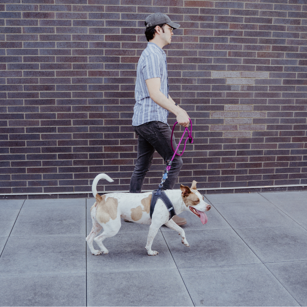 Man walking a brown and white dog on a pink leash by a brick wall