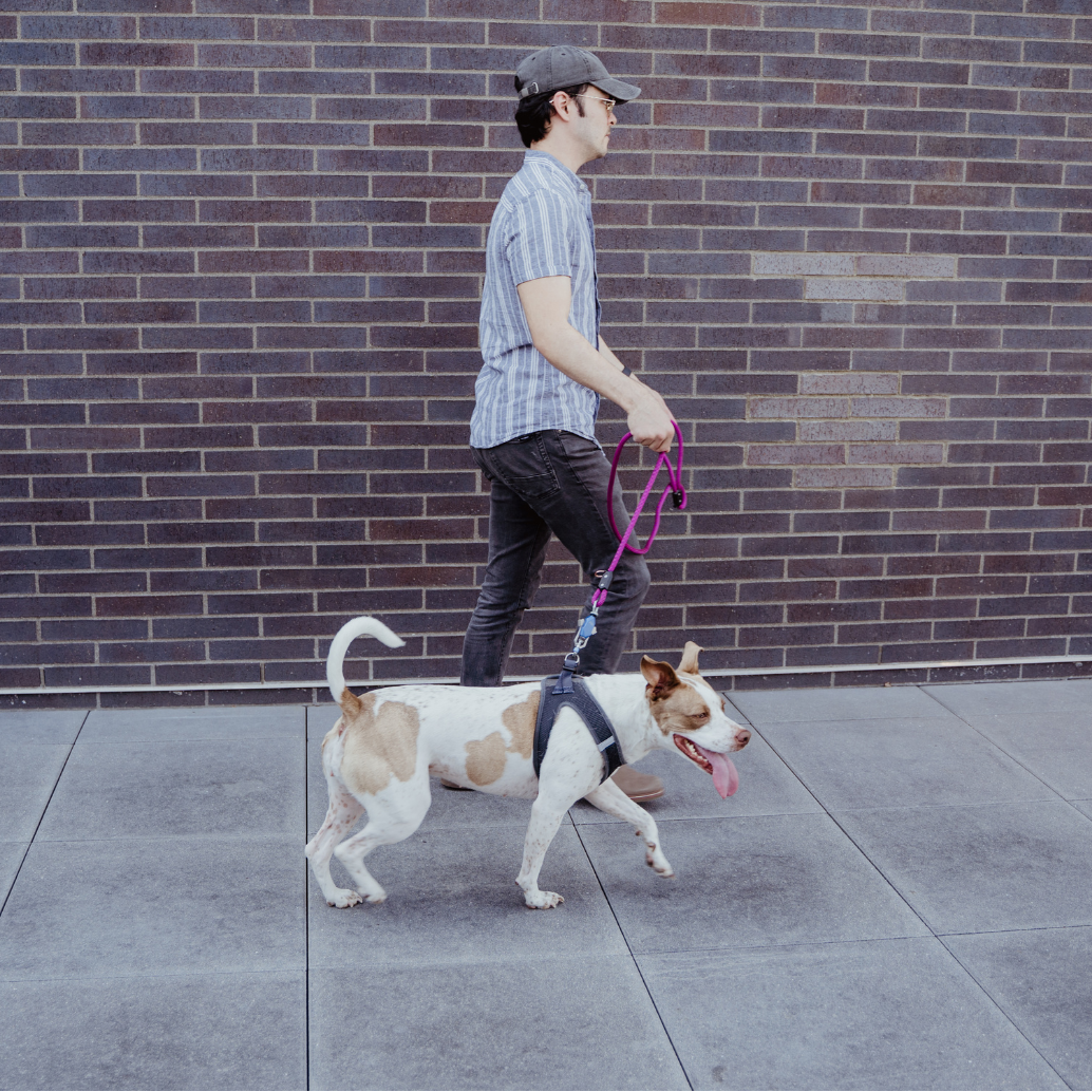 Man walking a brown and white dog on a pink leash by a brick wall
