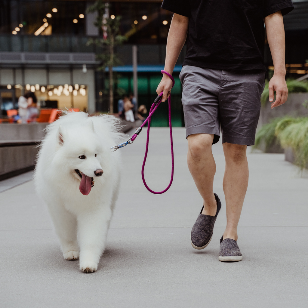 Man walking a white fluffy dog on a pink rope leash outdoors